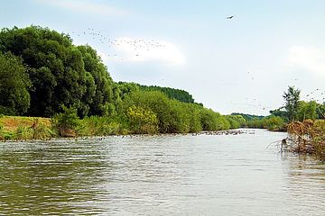 Foto zeigt Leitha, aufgenommen von Flußmitte mit Blickrichtung Osten, mit Wildentenschwarm im Wasser und Auwald auf der linken Seite