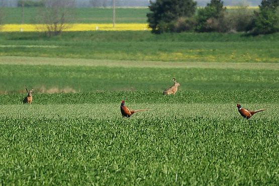 Foto zeigt zwei Fasane und zwei Feldhasen im jungen Getreidefeld der Ried Grundäcker im Frühling