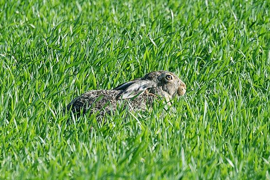 Foto zeigt einen Feldhasen mit angelegten Löffeln, wie er sich im jungen Getreidefeld versteckt