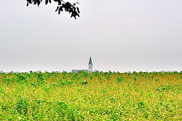Foto zeigt Blick auf die evangelische Kirche vom Bereich Wiesenäcker mit Blickrichtung Süd, im Vordergrund ein herbstlicher Wildacker, dahinter die Kirche