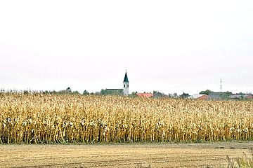 Foto zeigt Blick auf die evangelische Kirche vom Bereich Wiesenäcker mit Blickrichtung Süd, im Vordergrund ein reifes Kukuruzfeld, dahinter die Kirche