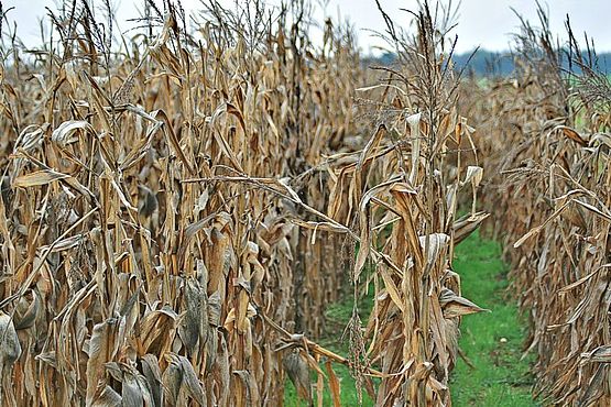 Foto zeigt Blick in die Reihen eines reifen Kukuruzfeldes