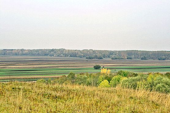 Foto zeigt Panorma von der Ried Hofluss mit Blickrichtung Nordwest, im Vordergrund Felder, im Hintergrund der Auwald der Leitha