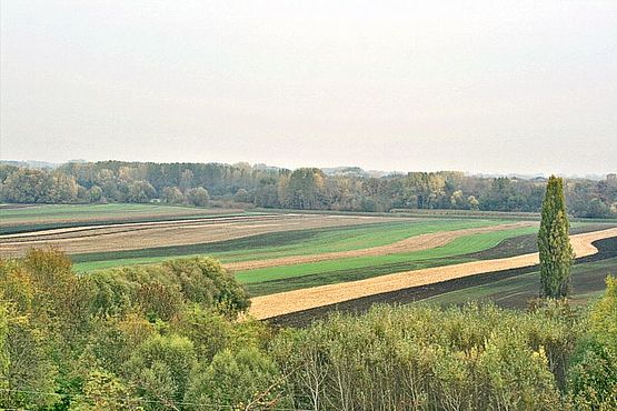 Foto zeigt Panorma von der Ried Hofluss mit Blickrichtung Nordwest, im Vordergrund Felder, im Hintergrund der Auwald der Leitha