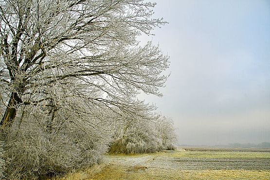 Foto zeigt mit Rauhreif bedeckte Bäume am Waldrand mit angrenzenden Feldern vom Standpunkt Güterweg Deutsch Jahrndorf Blickrichtung West