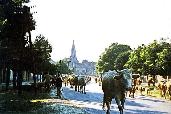 Foto zeigt historische Ansicht der Mittleren Hauptstraße aus dem Jahr 1955, mit Blickrichtung Nordwesten, auf der Straße kommt eine Kuhherde entgegen, im Hintergrund die katholische Pfarrkirche