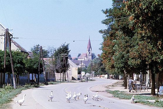 Foto zeigt historische Ansicht der Mittleren Hauptstraße aus dem Jahre 1960 vom Standort Kreuzung Neubaugasse, mit Blickrichtung Nordwest, Gänseherde auf der Straße, im Hintergrund die katholische Pfarrkirche