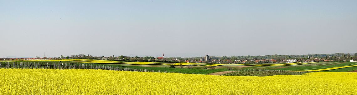 Foto zeigt Panorama von Nickelsdorf, vom Standort Neubruchäcker im Süden mit Blickrichtung Nordwest bis Nordost, im Vordergrund blühendes Rapsfeld, in der Senke im Hintergrund das Dorf