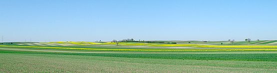Foto zeigt Panorama von den Feldern der Ried Neubruchäcker, vom Standort Ortsausfahrt Kleylehofer-Straße Richtung Südost bis Südwest