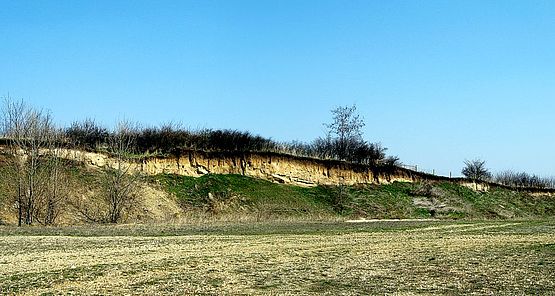 Foto zeigt Panorama von einer zum Großteil aus Sand und Lehm bestehenden Sedimentformation am Abfall der Parndorfer Platte im Bereich Nickelsdorfer Heidl - Obere Gartensiedlung